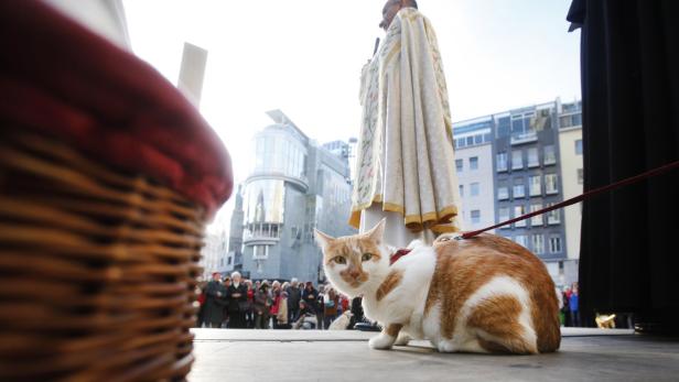 Eine rot-weiße Katze steht an der Leine vor einem Priester und einer Menschenmenge.