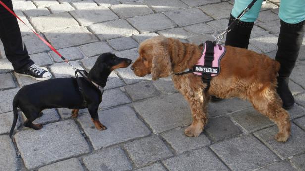 Ein Dackel und ein Cocker Spaniel stehen sich auf einem gepflasterten Platz gegenüber.