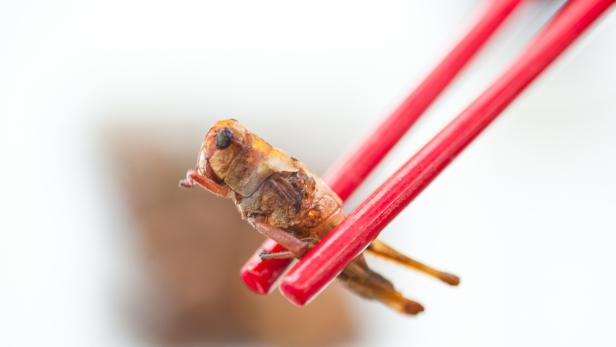 Insekten auf dem Teller