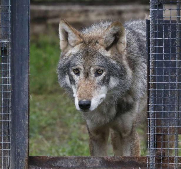 Der Wolf: Scheues Wildtier mit schlechtem Ruf