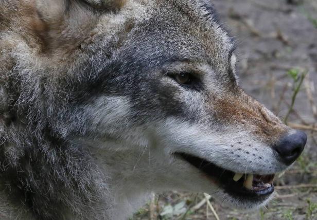 Der Wolf: Scheues Wildtier mit schlechtem Ruf