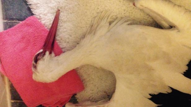 Storch "Rudi" zu Tode gequält: Mutmaßlicher Täter ausgeforscht