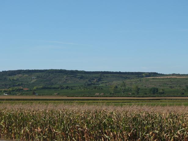 Apfel und Rosinen im Weinglas