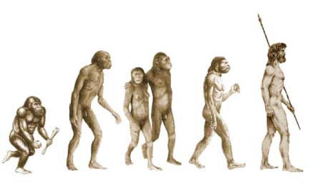 Eine Illustration, die die Evolution des Menschen von affenähnlichen Vorfahren bis zum modernen Menschen zeigt.
