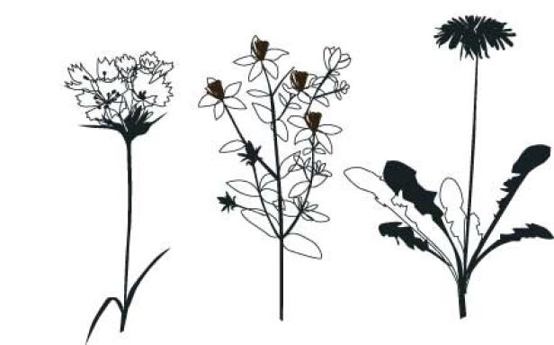 Drei stilisierte Pflanzen, darunter eine Pusteblume, sind als Strichzeichnungen dargestellt.