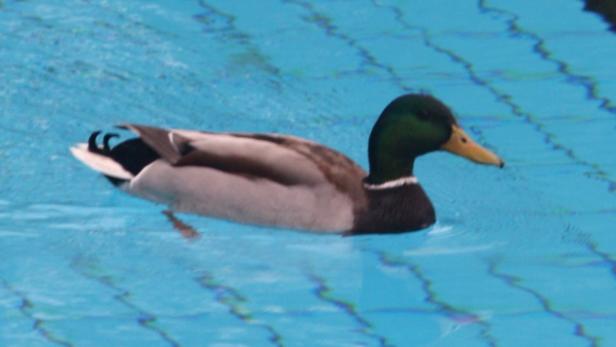 Eine männliche Stockente schwimmt in blauem Wasser.