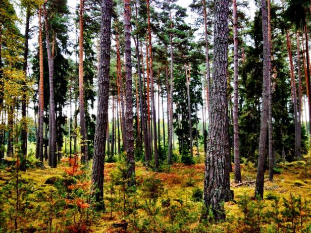 Schwedischer Herbst