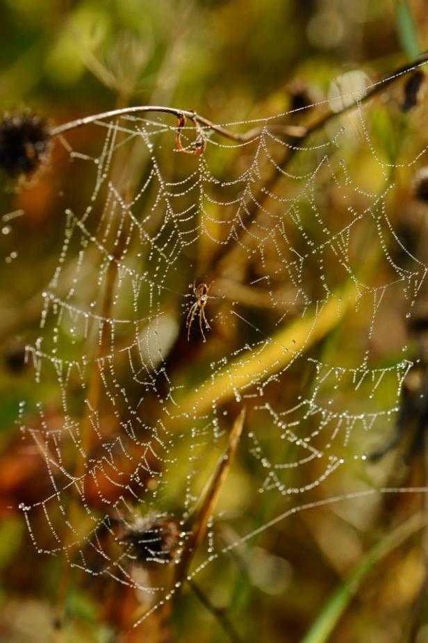 Schwedischer Herbst