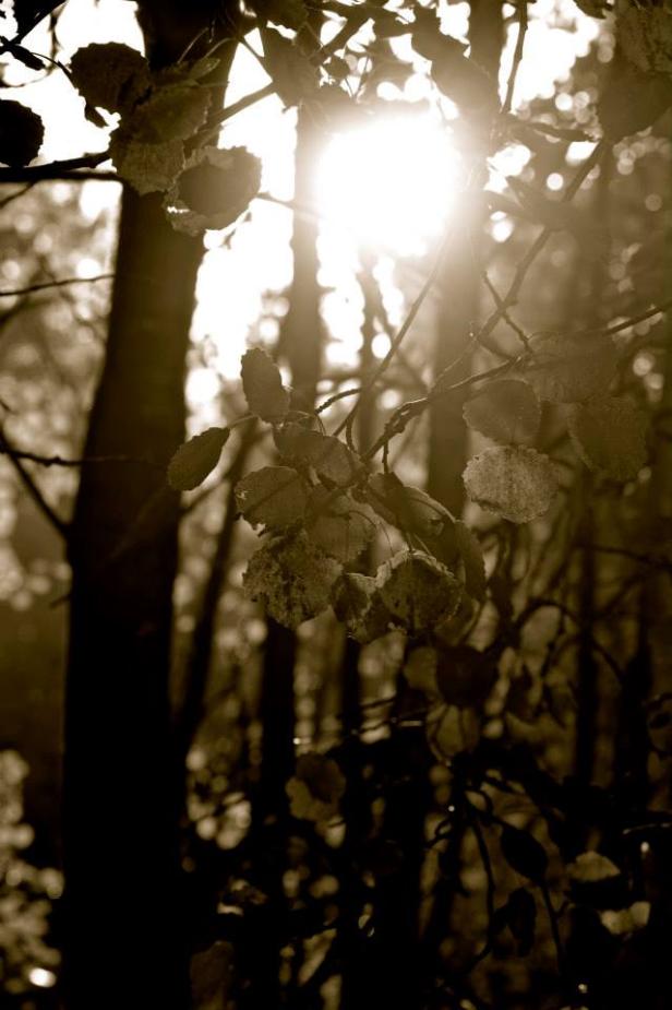 Schwedischer Herbst