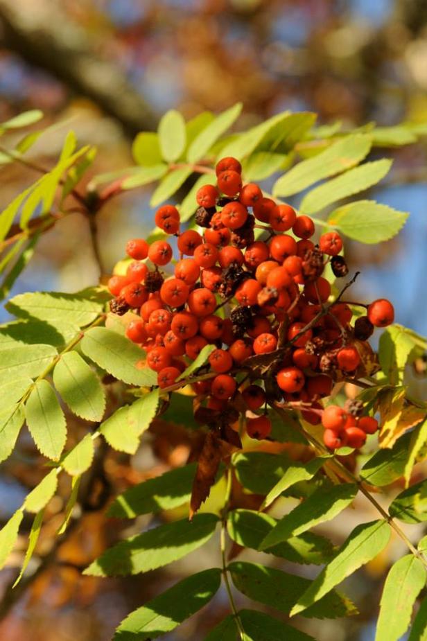 Schwedischer Herbst