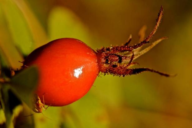 Schwedischer Herbst