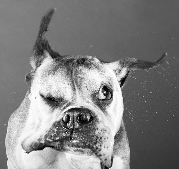 Ein Hund schüttelt sich und schleudert dabei Wasser umher.