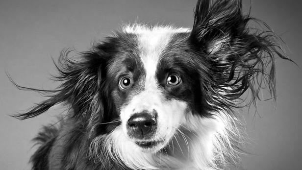 Ein Border Collie mit wehendem Fell blickt in die Kamera.