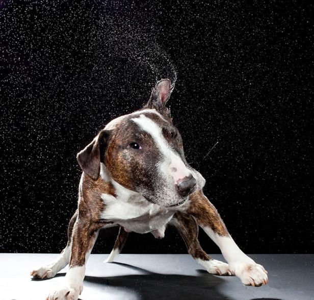 Ein Bullterrier schüttelt sich und schleudert dabei Wassertropfen durch die Luft.