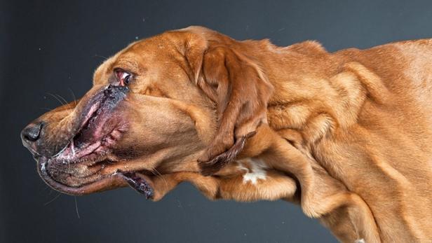 Nahaufnahme vom Kopf eines Bloodhounds mit vielen Hautfalten.