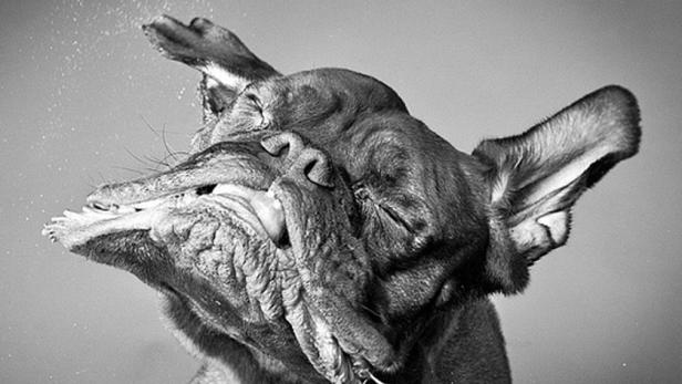 Ein Hund schüttelt sich und schleudert dabei Wasser in der Luft herum.