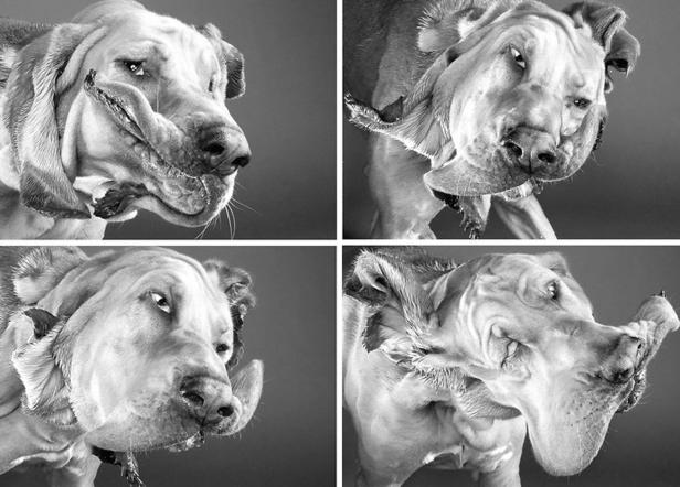 Eine Collage zeigt einen Hund, der seinen Kopf schüttelt, in vier verschiedenen Momentaufnahmen.