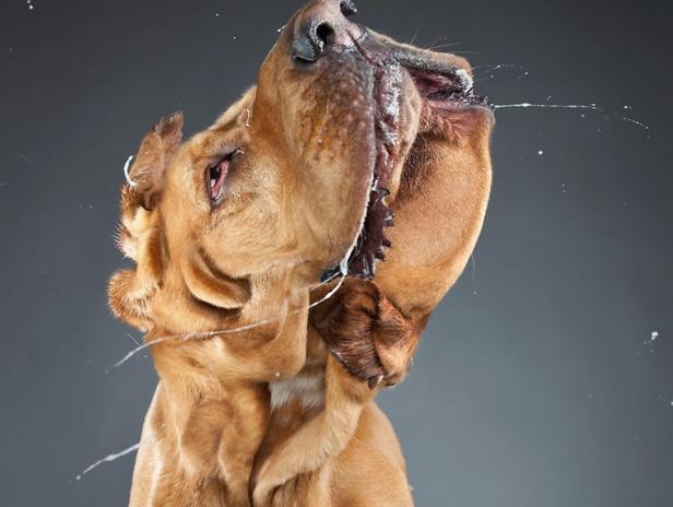 Ein brauner Hund schüttelt sich und schleudert dabei Wassertropfen durch die Luft.