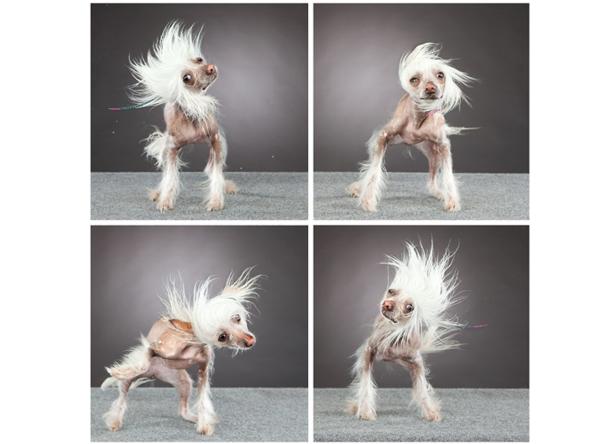 Ein Chinesischer Schopfhund schüttelt sein weißes Fell in vier verschiedenen Posen.