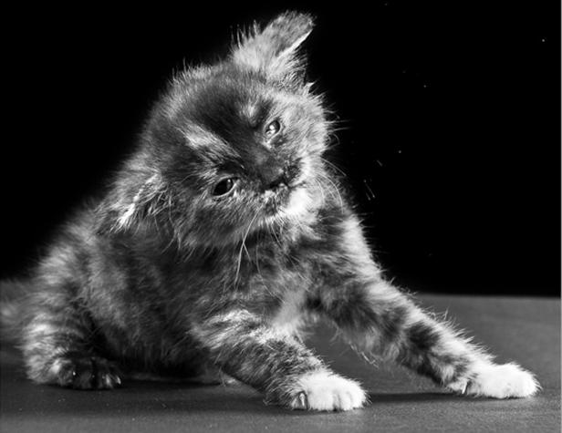 Ein kleines Kätzchen schüttelt den Kopf.