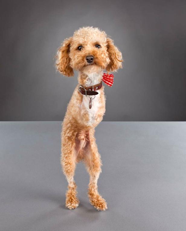 Ein Pudel steht aufrecht und trägt eine rot-weiß gestreifte Fliege.