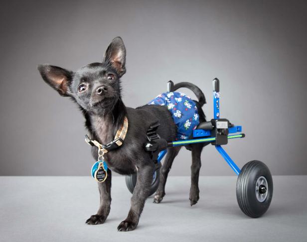 Ein kleiner, schwarzer Hund mit Windel steht in einem Rollwagen.