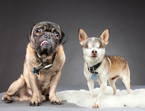 Ein Mops und ein blinder Hund stehen auf einem weißen Teppich vor einem grauen Hintergrund.