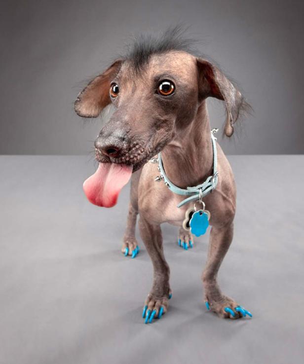 Ein nackter Hund mit blauen Krallen und Halsband streckt die Zunge heraus.