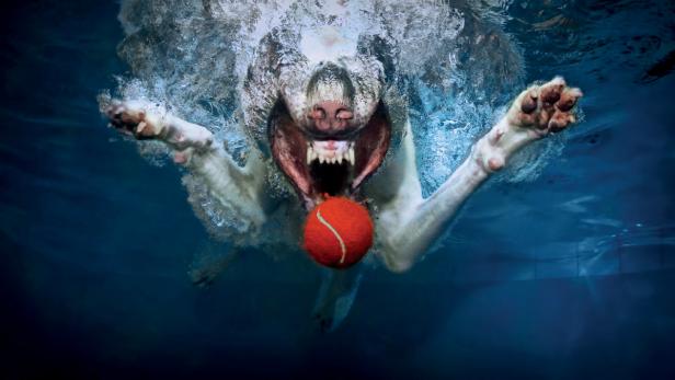 Ein Hund taucht nach einem roten Tennisball im Wasser.