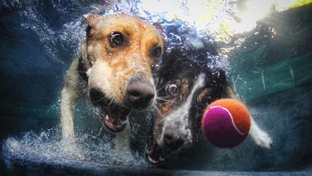 Zwei Hunde tauchen nach einem Ball im Wasser.