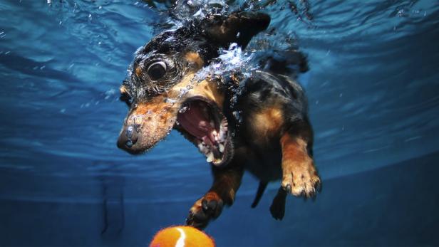 Ein Dackel taucht nach einem Tennisball im blauen Wasser.