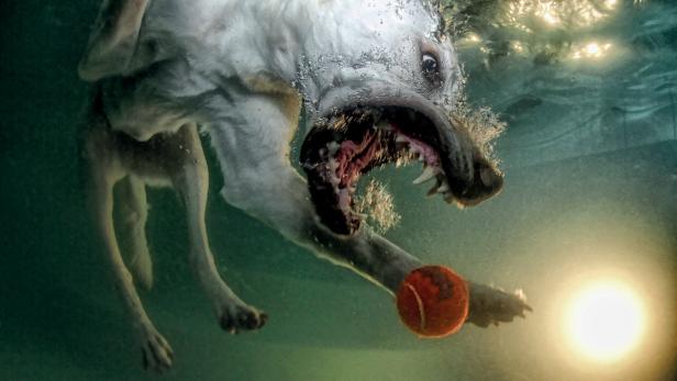 Ein Hund schnappt unter Wasser nach einem Tennisball.