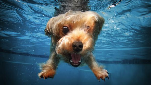 Ein kleiner, brauner Hund schwimmt unter Wasser mit offenem Maul.