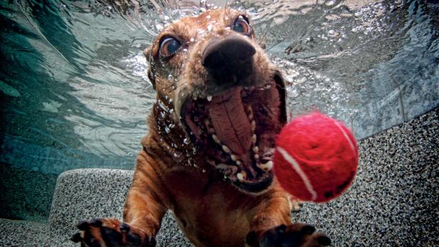 Ein Dackel taucht nach einem roten Ball im Schwimmbad.