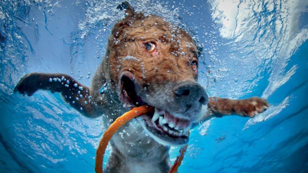 Ein Hund taucht mit einem orangenen Spielzeug im Maul unter Wasser.