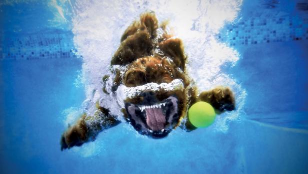 Ein brauner Hund taucht nach einem Tennisball im Schwimmbad.