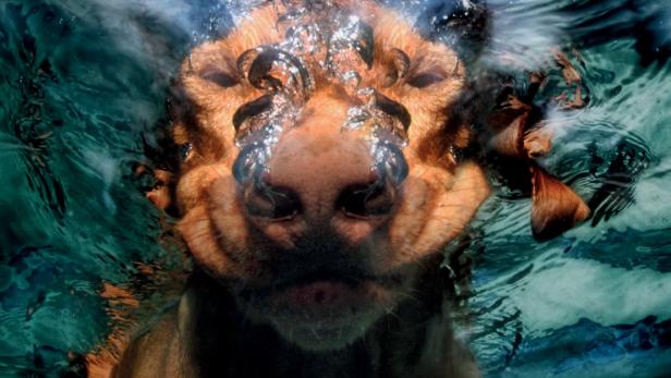 Ein Hund taucht unter Wasser, nur seine Schnauze ist sichtbar.