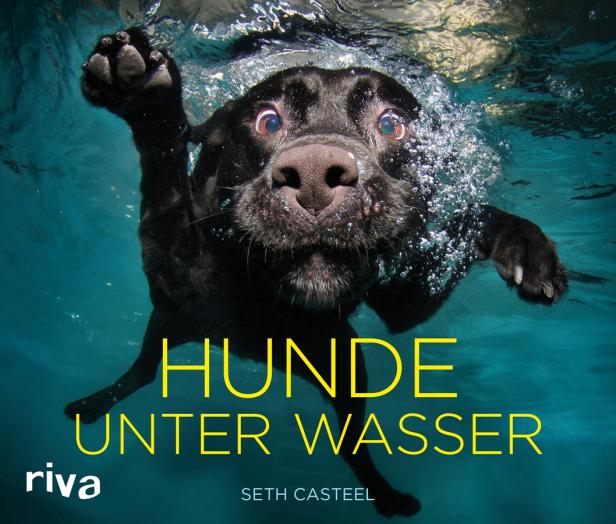 Ein schwarzer Labrador schwimmt unter Wasser und schaut in die Kamera.