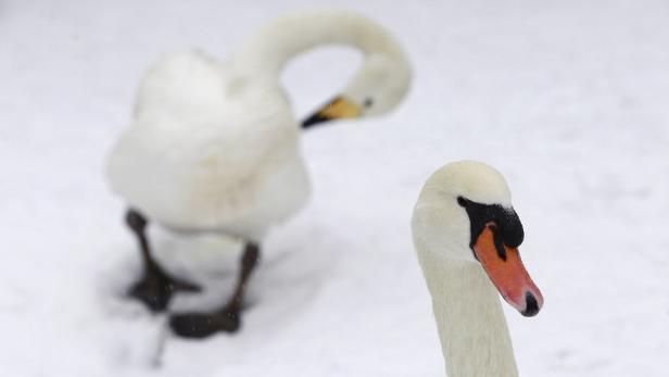 Zwei Schwäne stehen im Schnee.