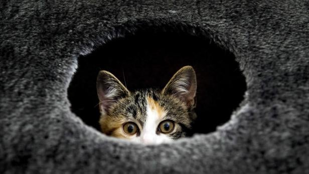 10 populäre Irrtümer über Katzen