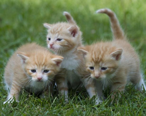 10 populäre Irrtümer über Katzen