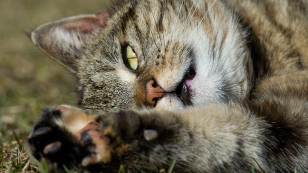 10 populäre Irrtümer über Katzen