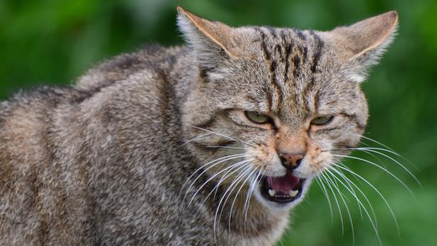 10 populäre Irrtümer über Katzen