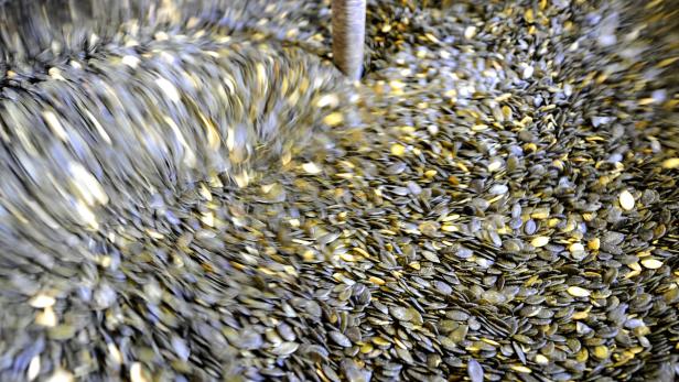 Kürbiskerne werden in einer Maschine geröstet.