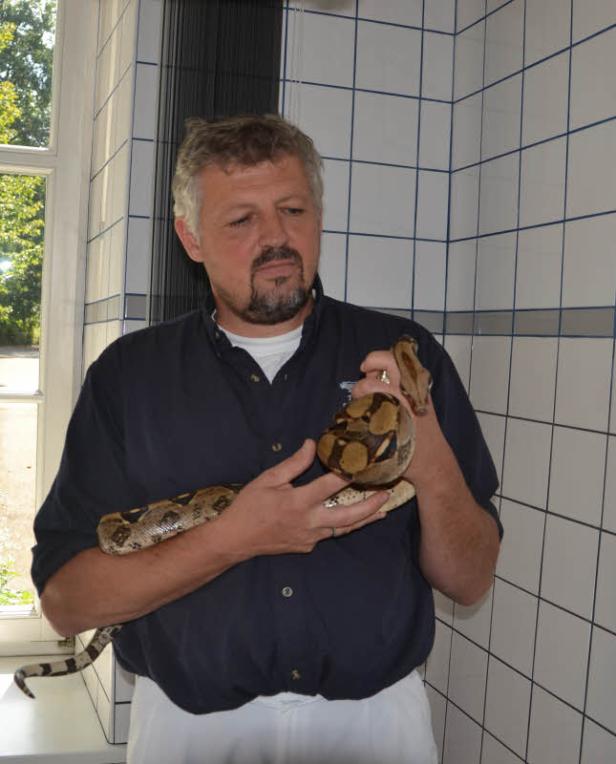 Boa Constrictor in Straßengraben entdeckt