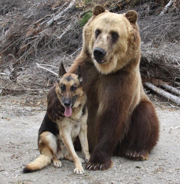 Ein Bär hat seinen Arm um einen sitzenden Schäferhund gelegt.