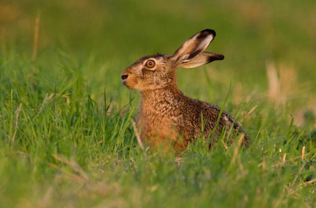 Naturschutz endet nicht an der Schutzgebietsgrenze