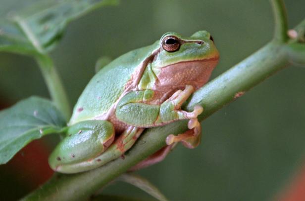 Naturschutz endet nicht an der Schutzgebietsgrenze