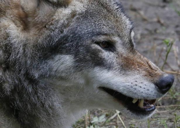 Naturschutz endet nicht an der Schutzgebietsgrenze