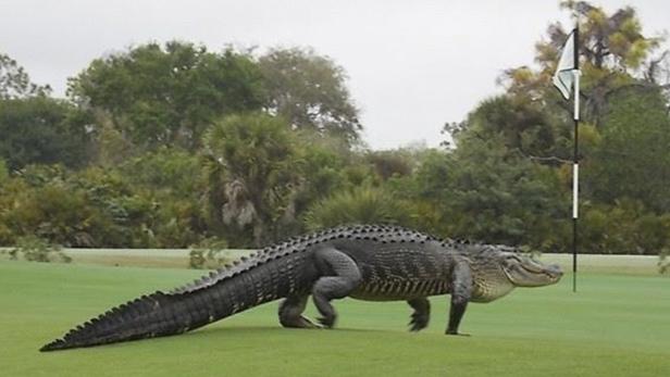 Wenn sich ein Krokodil auf den Golfplatz verirrt